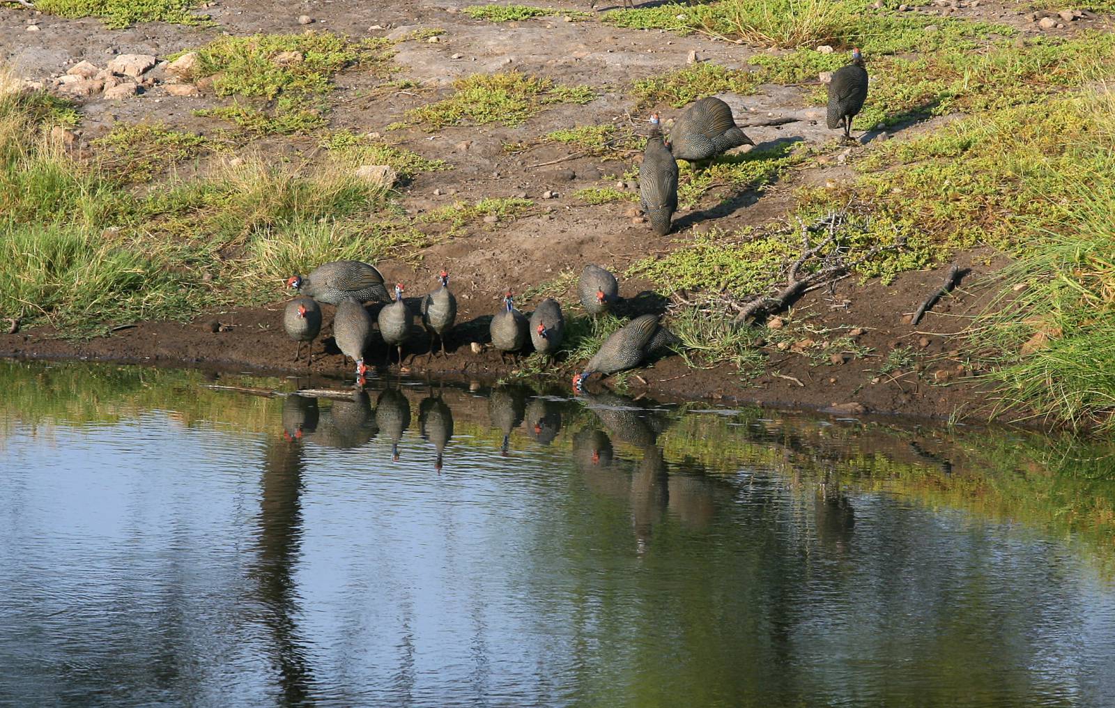 Onguma Tented Camp  – where to stay for pilots near Etosha Symbolfoto