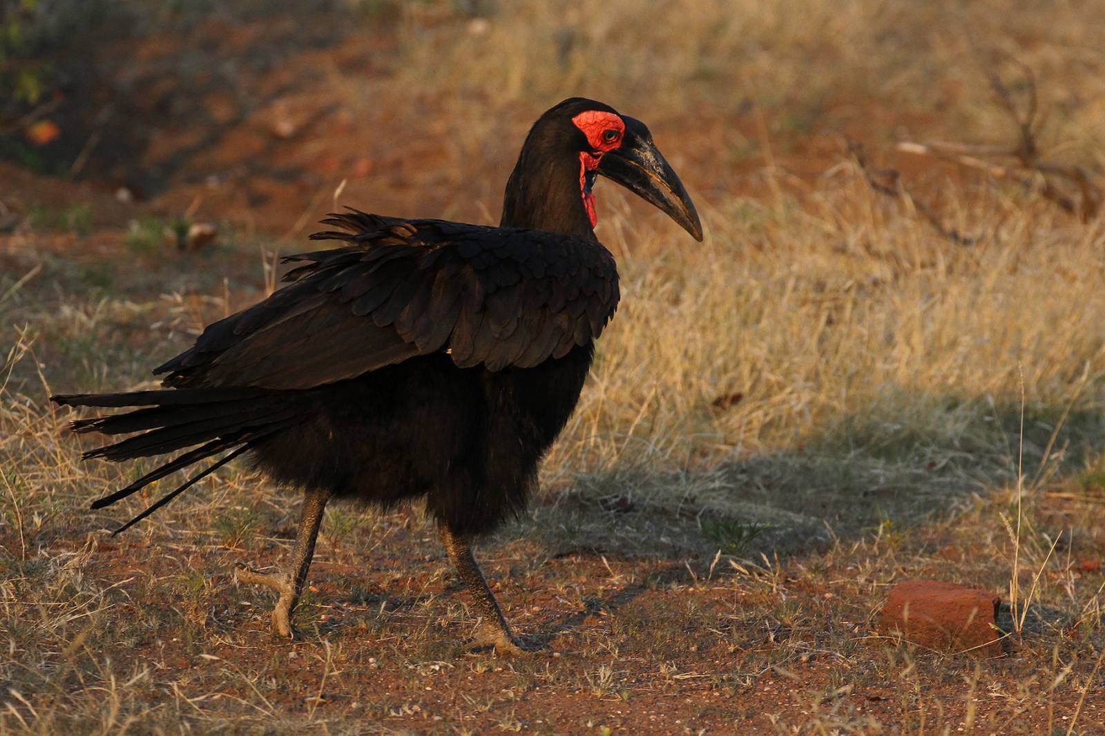 Mashatu Game Reserve - where to stay for pilots in Botswana Symbolfoto