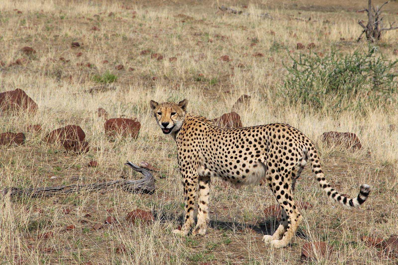 Mashatu Game Reserve - where to stay for pilots in Botswana Symbolfoto