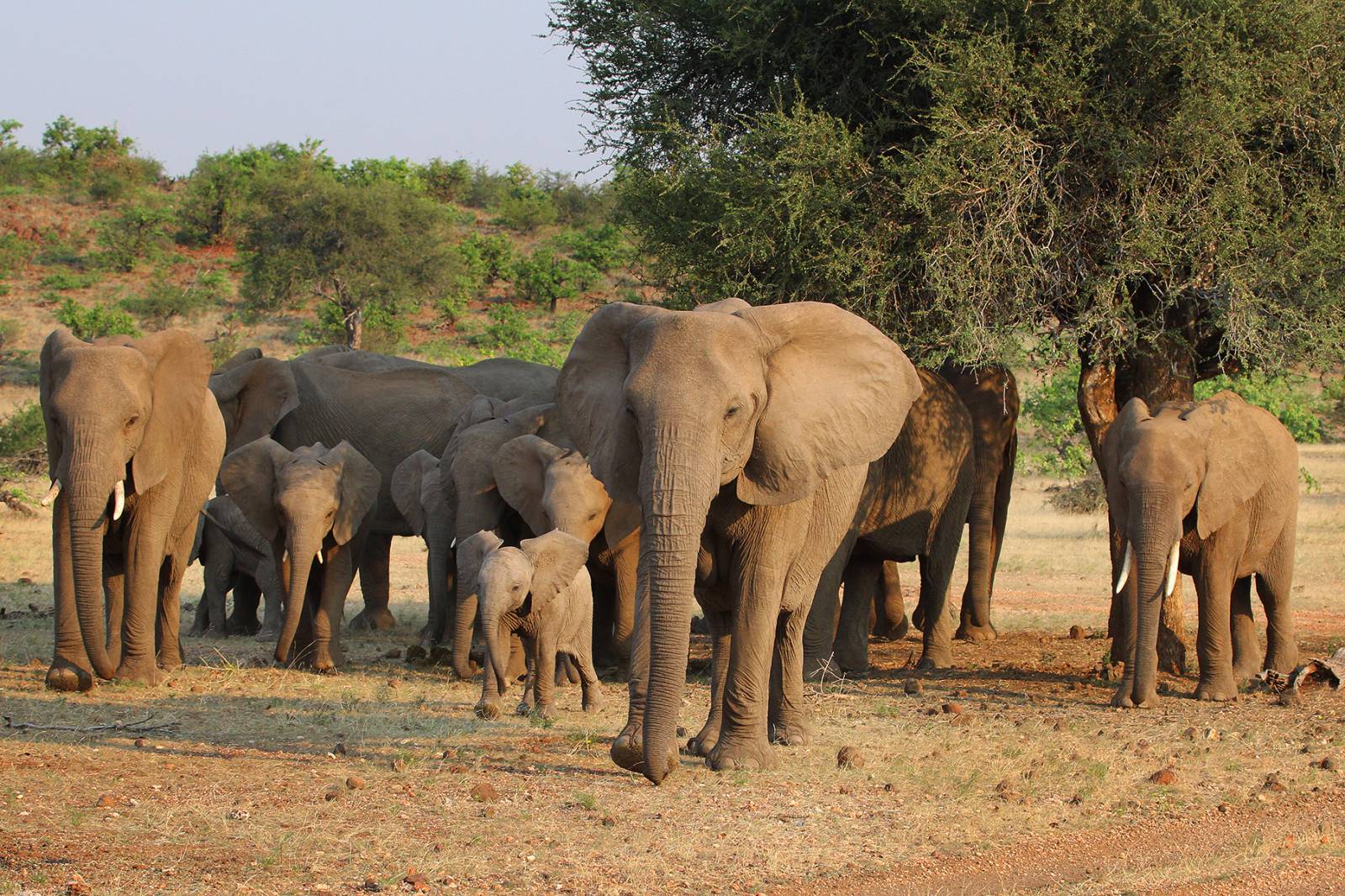 Mashatu Game Reserve - where to stay for pilots in Botswana Symbolfoto