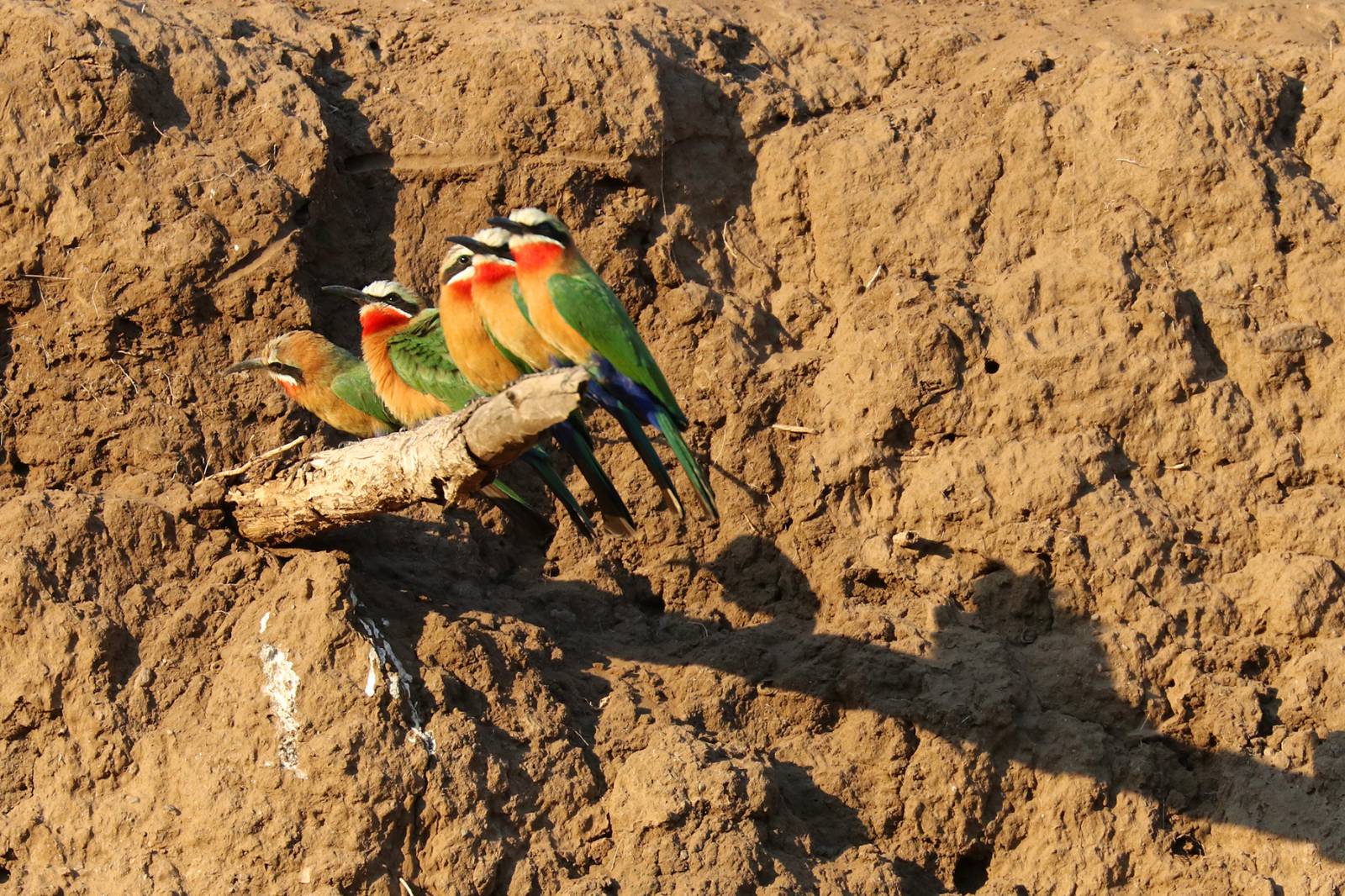 Mashatu Game Reserve - where to stay for pilots in Botswana Symbolfoto