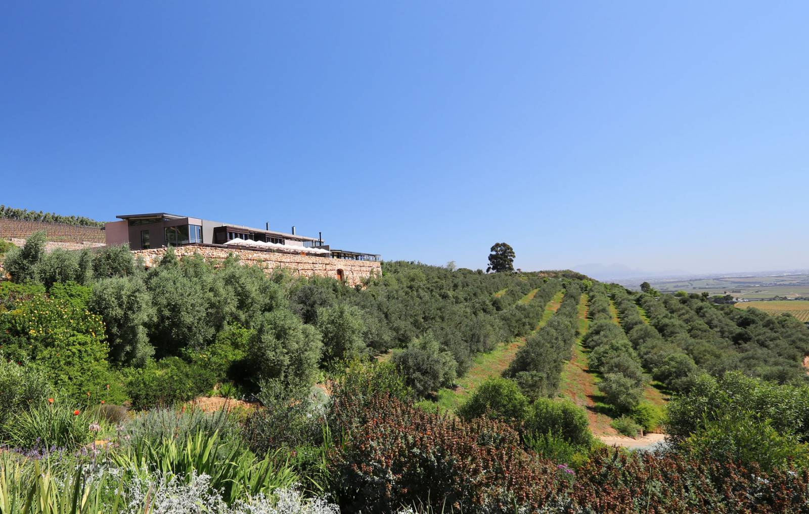 Stellenbosch - Wine & Architecture Symbolfoto