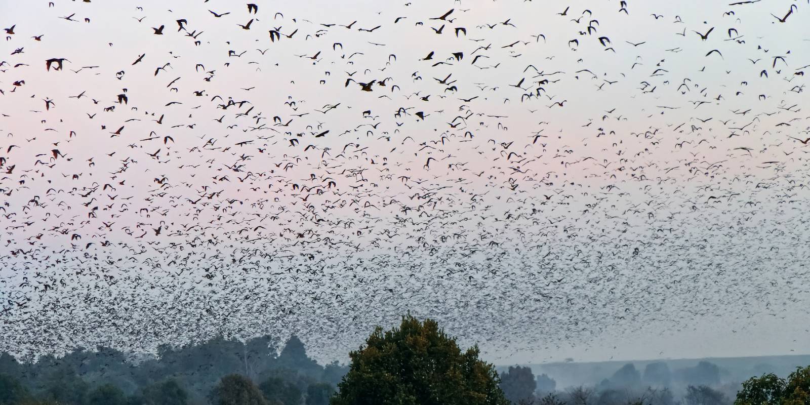 Millionen Flügel Symbolfoto