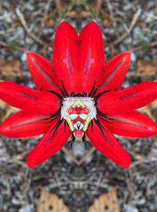 Natur inspiriert zu Fotokunst Symbolfoto