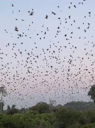 Millions of Wings Symbolfoto