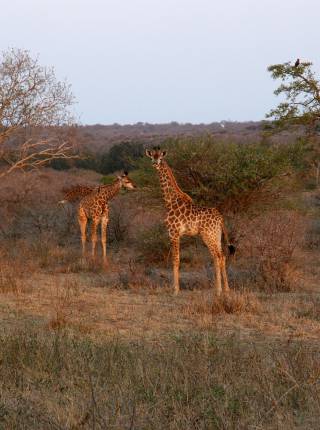 Hongonyi Game Lodge  Symbolfoto