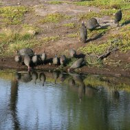 Onguma Tented Camp  – where to stay for pilots near Etosha, Bild 8/9