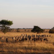 Balloon ride in Tanzania, Serengeti, Bild 5/21