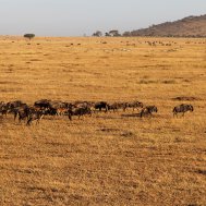 Balloon ride in Tanzania, Serengeti, Bild 10/21