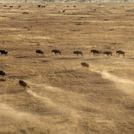 Balloon ride in Tanzania, Serengeti, Bild 11/21