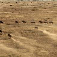 Balloon ride in Tanzania, Serengeti, Bild 11/21