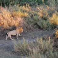 Balloon ride in Tanzania, Serengeti, Bild 7/21