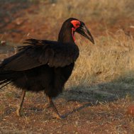 Mashatu Game Reserve - where to stay for pilots in Botswana, Bild 13/17