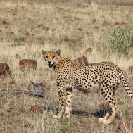 Mashatu Game Reserve - where to stay for pilots in Botswana, Bild 16/17