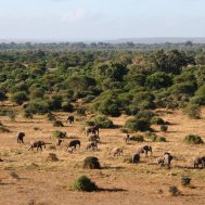 Mashatu Game Reserve - where to stay for pilots in Botswana, Bild 10/17