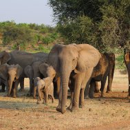 Mashatu Game Reserve - where to stay for pilots in Botswana, Bild 12/17