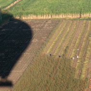 Balloon ride in Egypt, Nile Valley, Bild 14/16