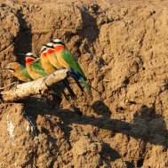 Mashatu Game Reserve - where to stay for pilots in Botswana, Bild 11/17