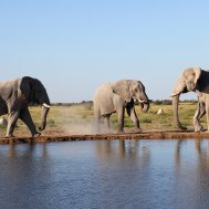 Kwando Nxai Pan Camp - where to stay for pilots in Botswana , Bild 10/26