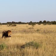 Kwando Nxai Pan Camp - where to stay for pilots in Botswana , Bild 7/26