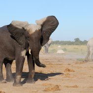 Kwando Nxai Pan Camp - where to stay for pilots in Botswana , Bild 11/26