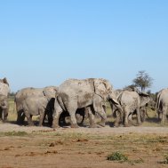 Kwando Nxai Pan Camp - where to stay for pilots in Botswana , Bild 12/26