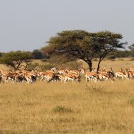 Kwando Nxai Pan Camp - where to stay for pilots in Botswana , Bild 8/26