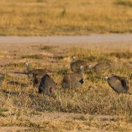 Kwando Nxai Pan Camp - where to stay for pilots in Botswana , Bild 9/26