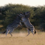 Kwando Nxai Pan Camp - where to stay for pilots in Botswana , Bild 13/26