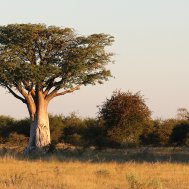 Kwando Nxai Pan Camp - where to stay for pilots in Botswana , Bild 16/26