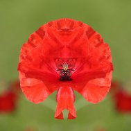Natur inspiriert zu Fotokunst, Bild 2/13