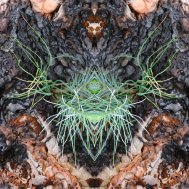 Natur inspiriert zu Fotokunst, Bild 6/13