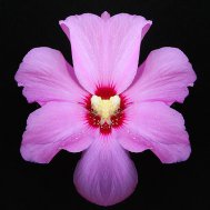 Natur inspiriert zu Fotokunst, Bild 5/13