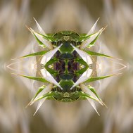 Natur inspiriert zu Fotokunst, Bild 9/13