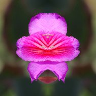 Natur inspiriert zu Fotokunst, Bild 10/13
