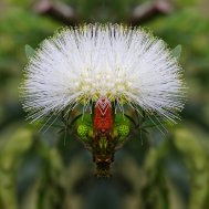 Natur inspiriert zu Fotokunst, Bild 11/13