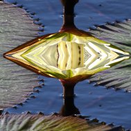 Natur inspiriert zu Fotokunst, Bild 13/13