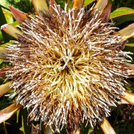 Natur inspiriert zu Fotokunst, Bild 4/13