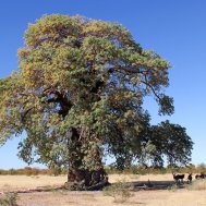 NTWETWE PAN - overnight in a salt pan, Bild 3/8