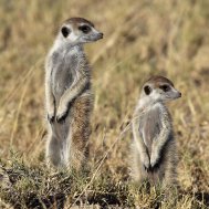 NTWETWE PAN - overnight in a salt pan, Bild 8/8