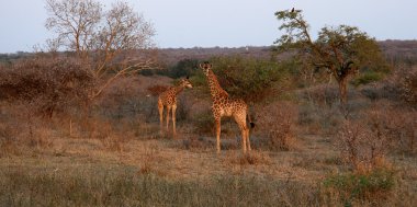 Hongonyi Game Lodge , Bild 1/4